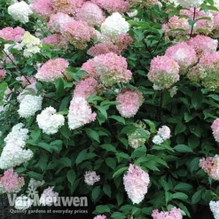 Hydrangea Paniculata 'Vanille Fraise' -Lallatros Shop vmvan4