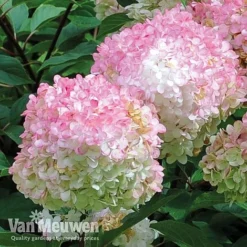 Hydrangea Paniculata 'Vanille Fraise' -Lallatros Shop vmvan5