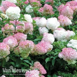 Hydrangea Paniculata 'Vanille Fraise' -Lallatros Shop vmvan6