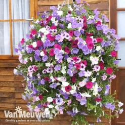 Petunia Surfinia® Collection -Lallatros Shop vsurf3