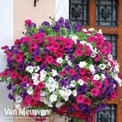 Best Seller -Lallatros Shop vsurf4