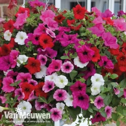 Petunia Surfinia® Collection -Lallatros Shop vsurf5