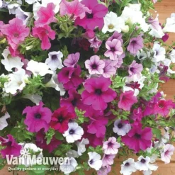 Petunia Surfinia® Collection -Lallatros Shop vsurf6