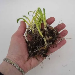 English Bluebells -Lallatros Shop z BLUE P7146 C h