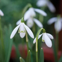 Snowdrops In The Green -Lallatros Shop z GALA NIVALIS T00739