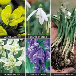 Spring Bulbs In The Green Collection -Lallatros Shop z bulb v59885 a h