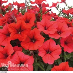 Petunia 'Surfinia' Pre-Planted Basket -Lallatros Shop z pet4