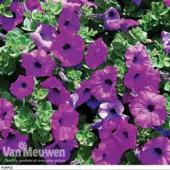 Petunia 'Surfinia' Pre-Planted Basket -Lallatros Shop z pet5