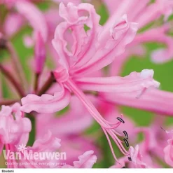 Nerine Bowdenii Collection -Lallatros Shop z pink