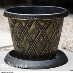 Calendula 'Power Daisy' Collection -Lallatros Shop z sund v56706 a1