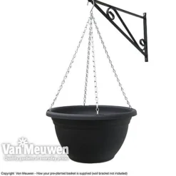 Viola (Ice Babies) 'Teardrops Mixed' (Pre-planted Hanging Basket) -Lallatros Shop z vm pre plantedbasket