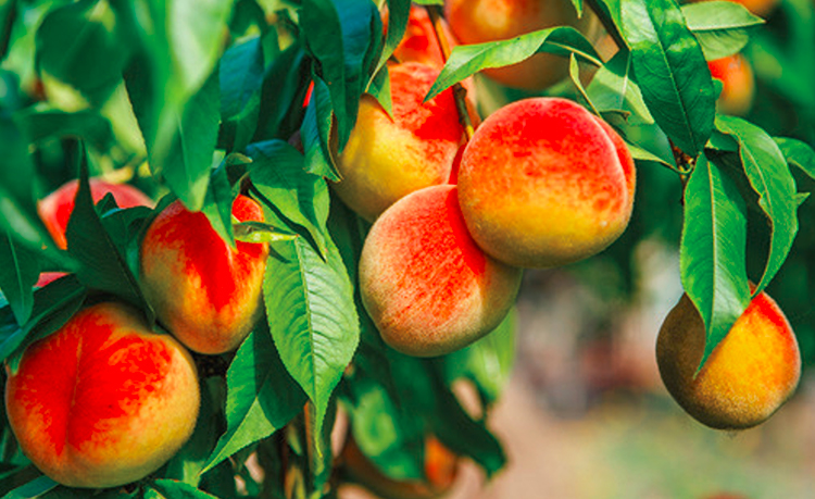 Lallatros Shop -Lallatros Shop MAJ peches