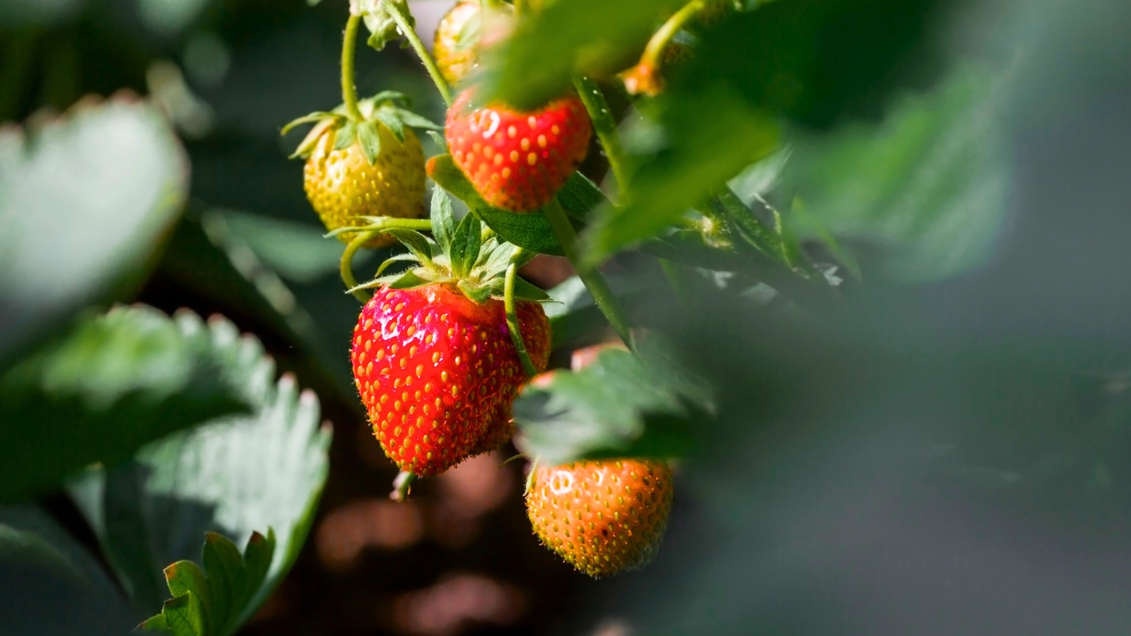 Lallatros Shop -Lallatros Shop strawberry sow and grow guide